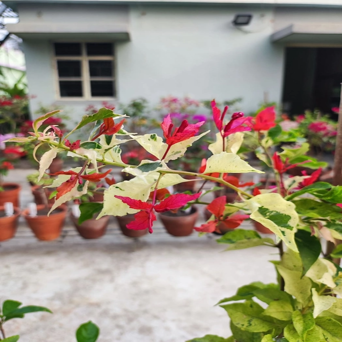 Partho Sarathi (Rooted)