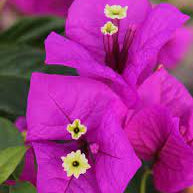 Elizabeth Angas (Rooted)