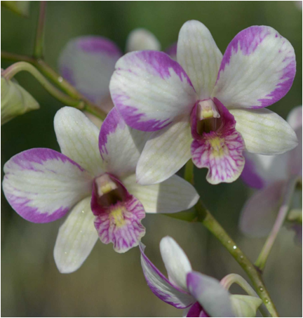 Dendrobium Nopporn White'Muatation