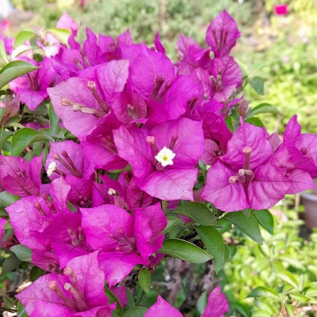 Ravi Shankar (AM COLLECTION)