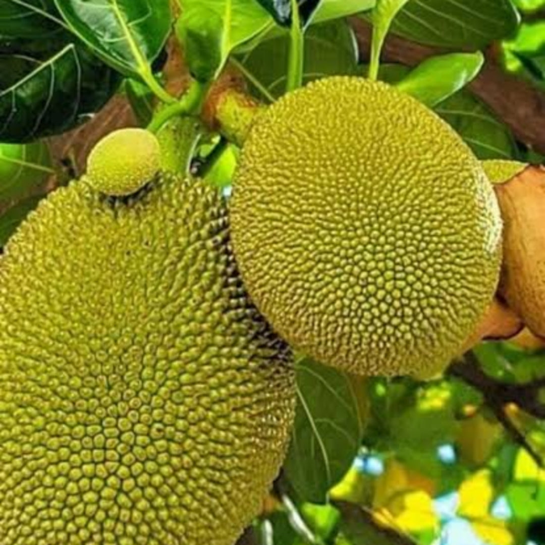 12-Month Jackfruit Grafting