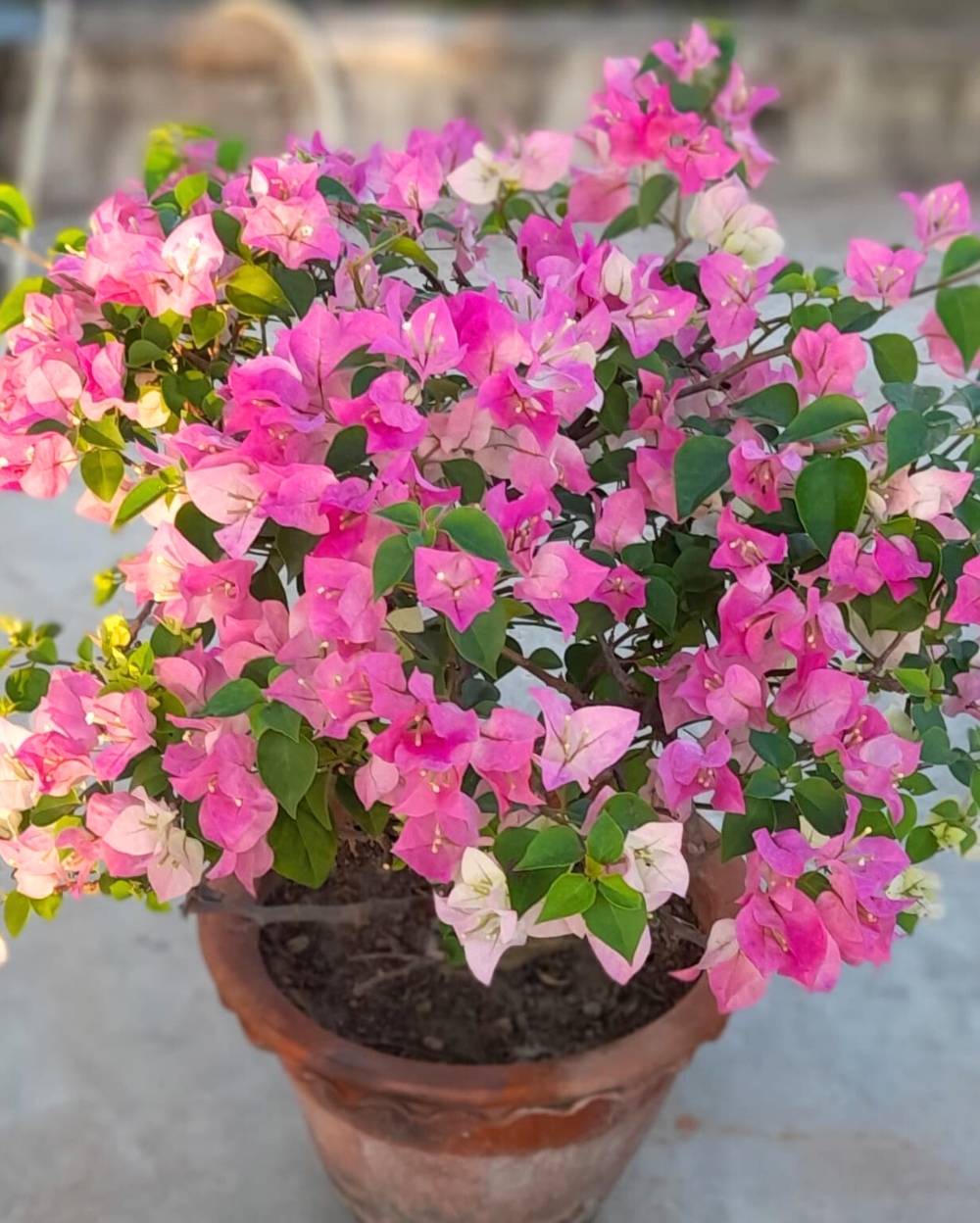 Thai Delight (Rooted)