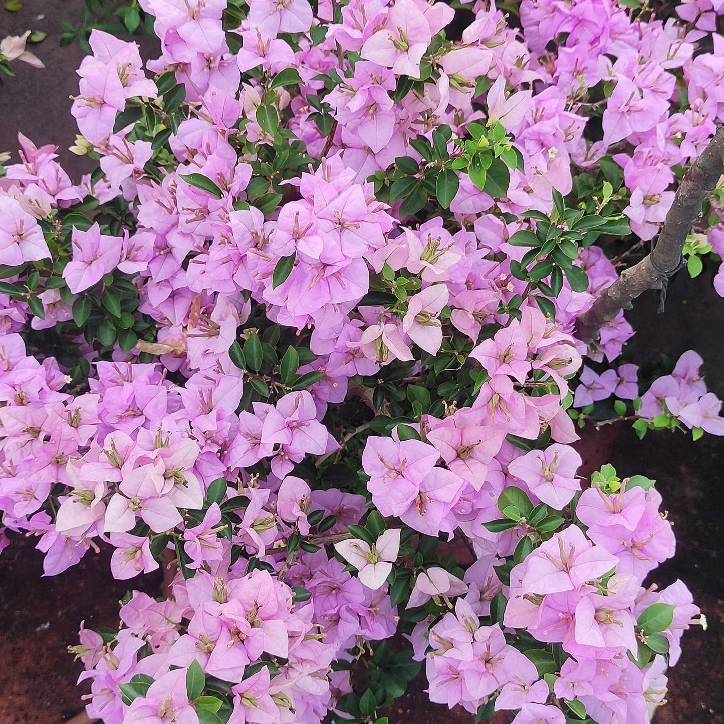 Uttam kumar by Amitav Mukherjee