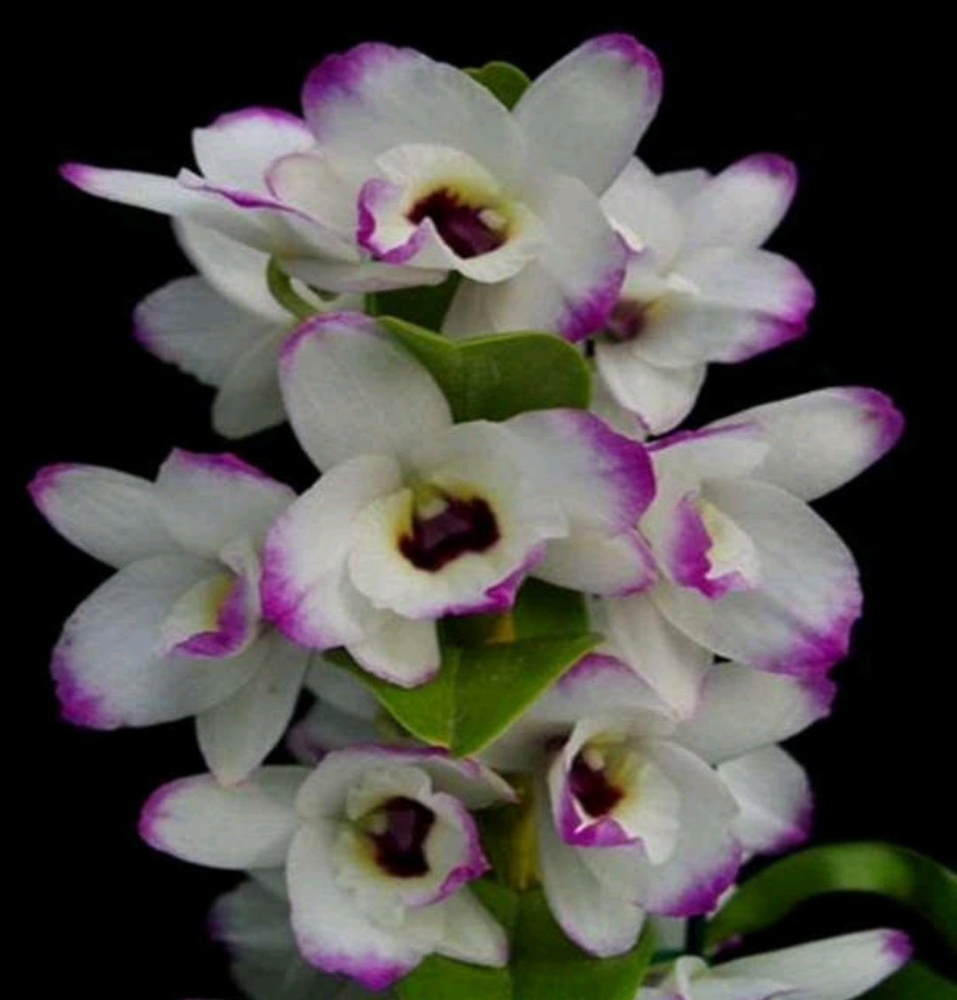 Dendrobium Nobile To My Kids Snow White Moss_SS