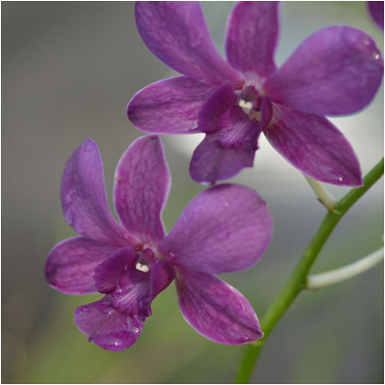 Dendrobium Nopporn Blue #1512_SS