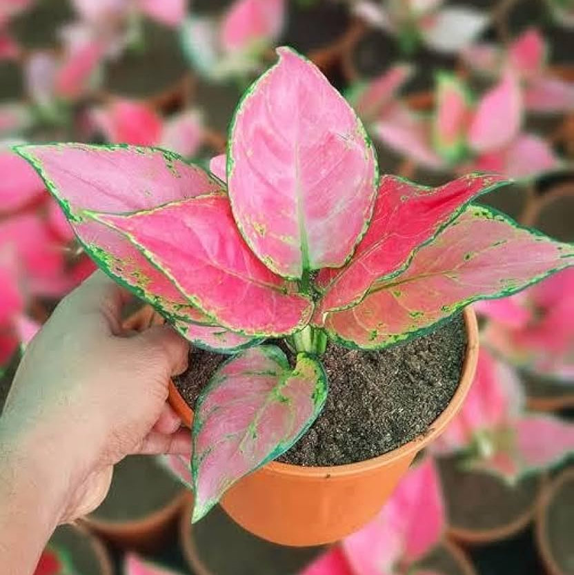 Aglaonema Chinese Evergreen