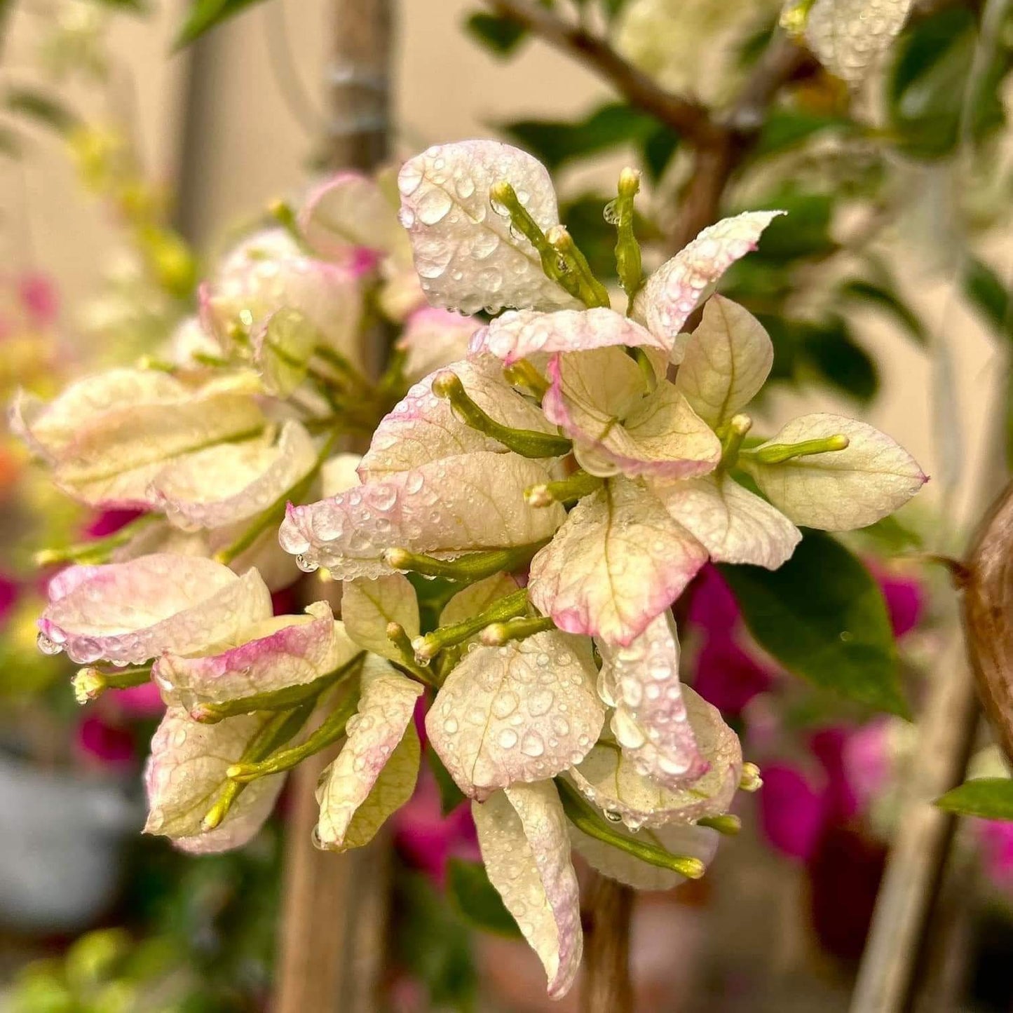 Wajid Butterfly / Geisha (Grafted)