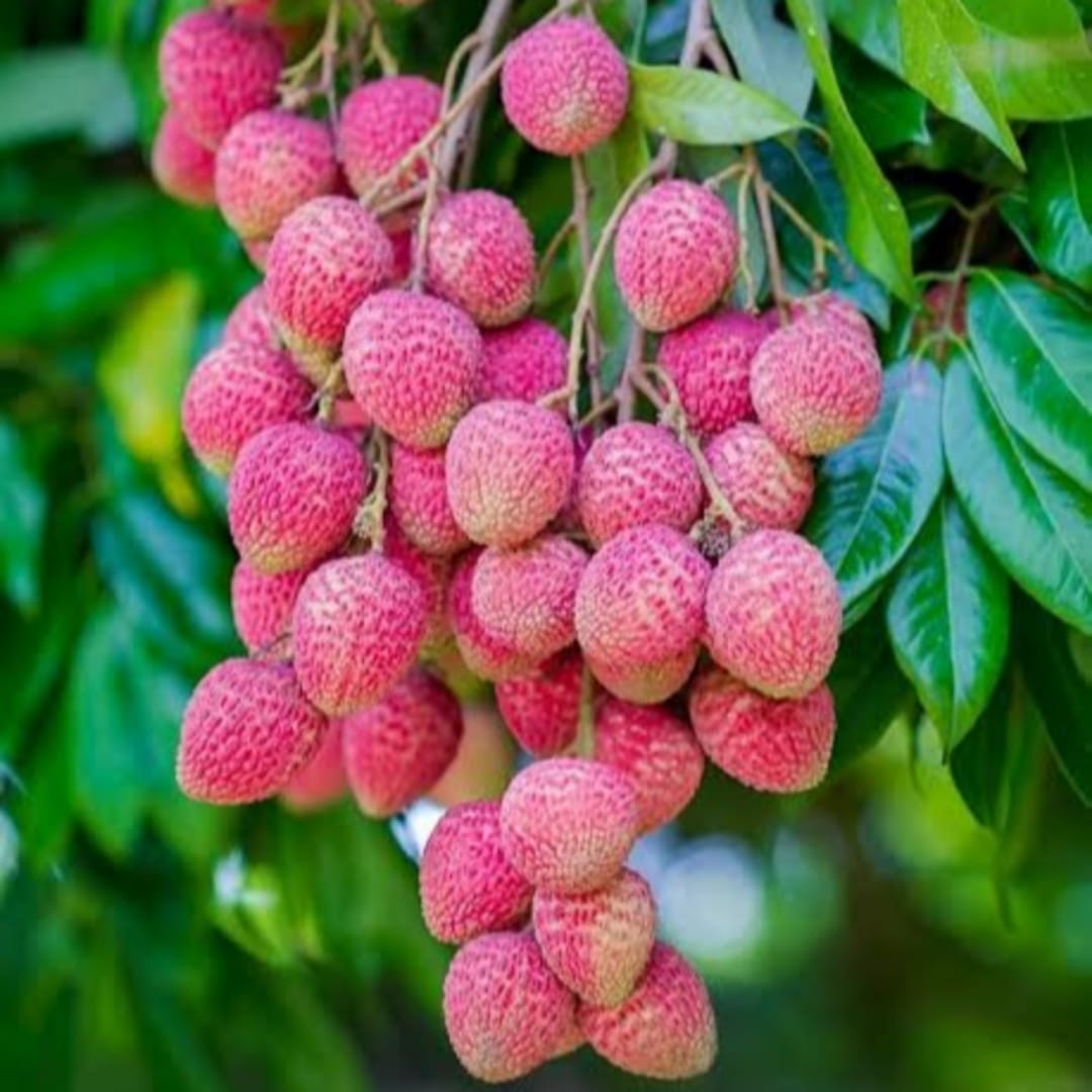 Litchi