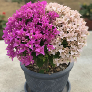 Balaka X Devanand Multi