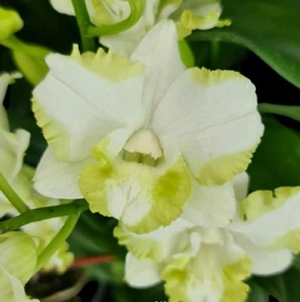 Dendrobium White Doremon_Ss