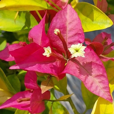 Golden Pedro (Grafted)