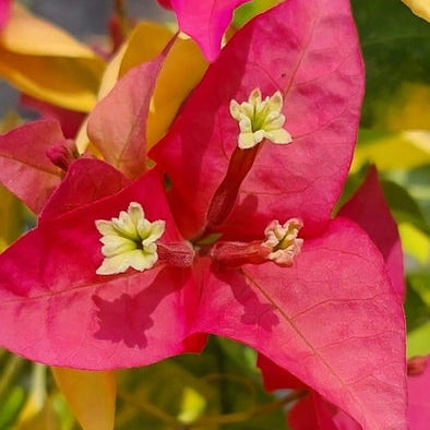 Golden Pedro (Grafted)