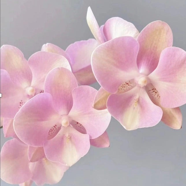 Venetian Carnival SS