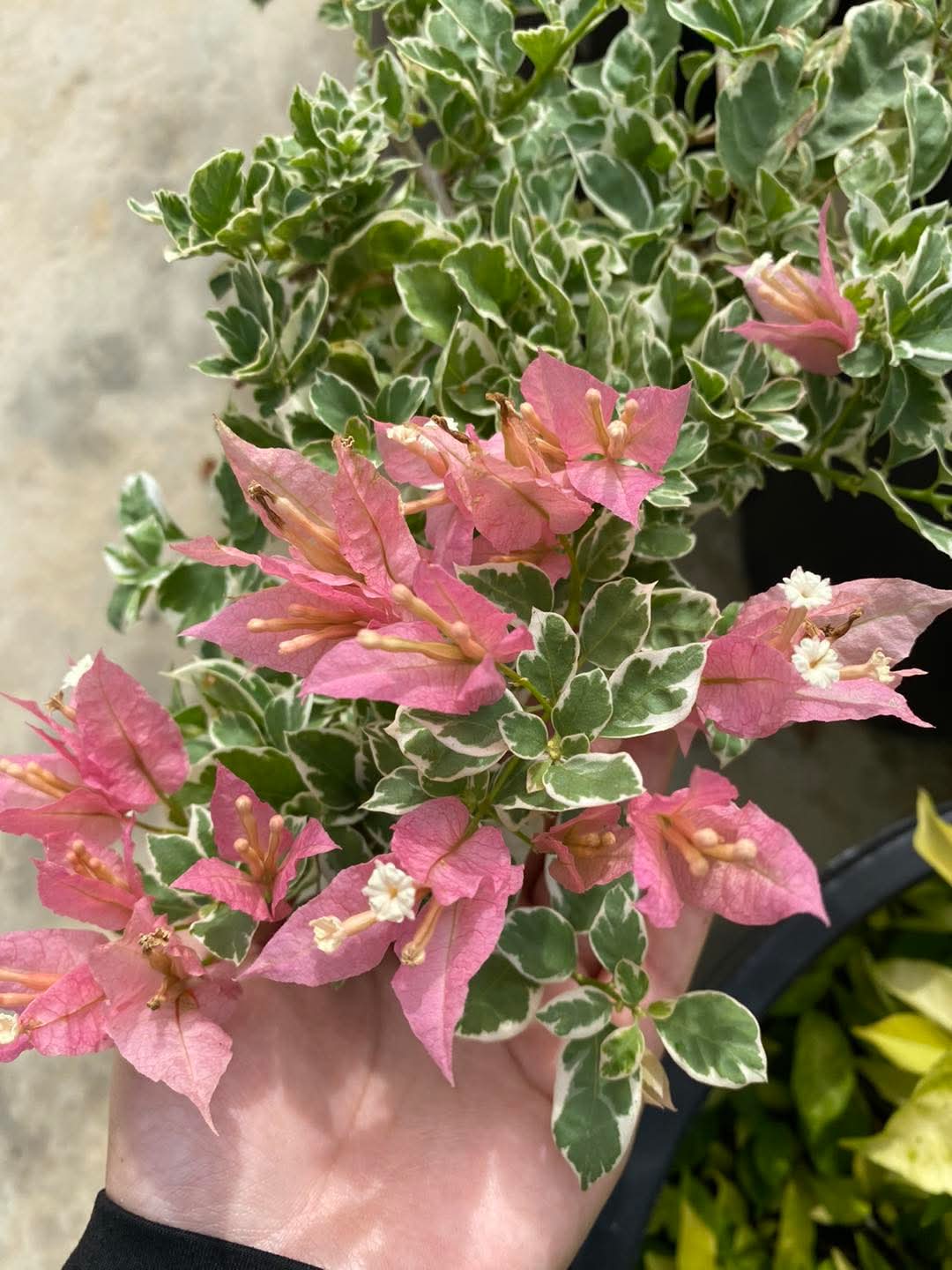 Sakura Belacan (Grafted)