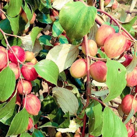 Kashmiri Apple Kul Plant