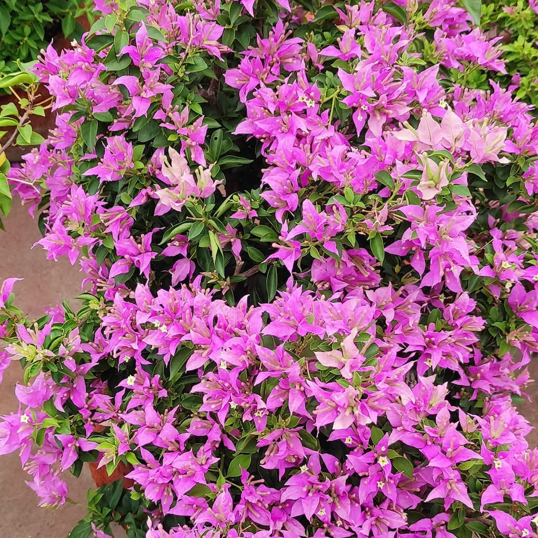 Prova by Amitav Mukherjee