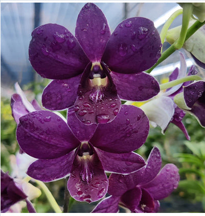 Dendrobium (Airway Blue x Blue Angel) #330_SS