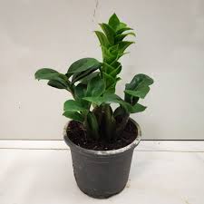 Zamia Zenzi (Curly)