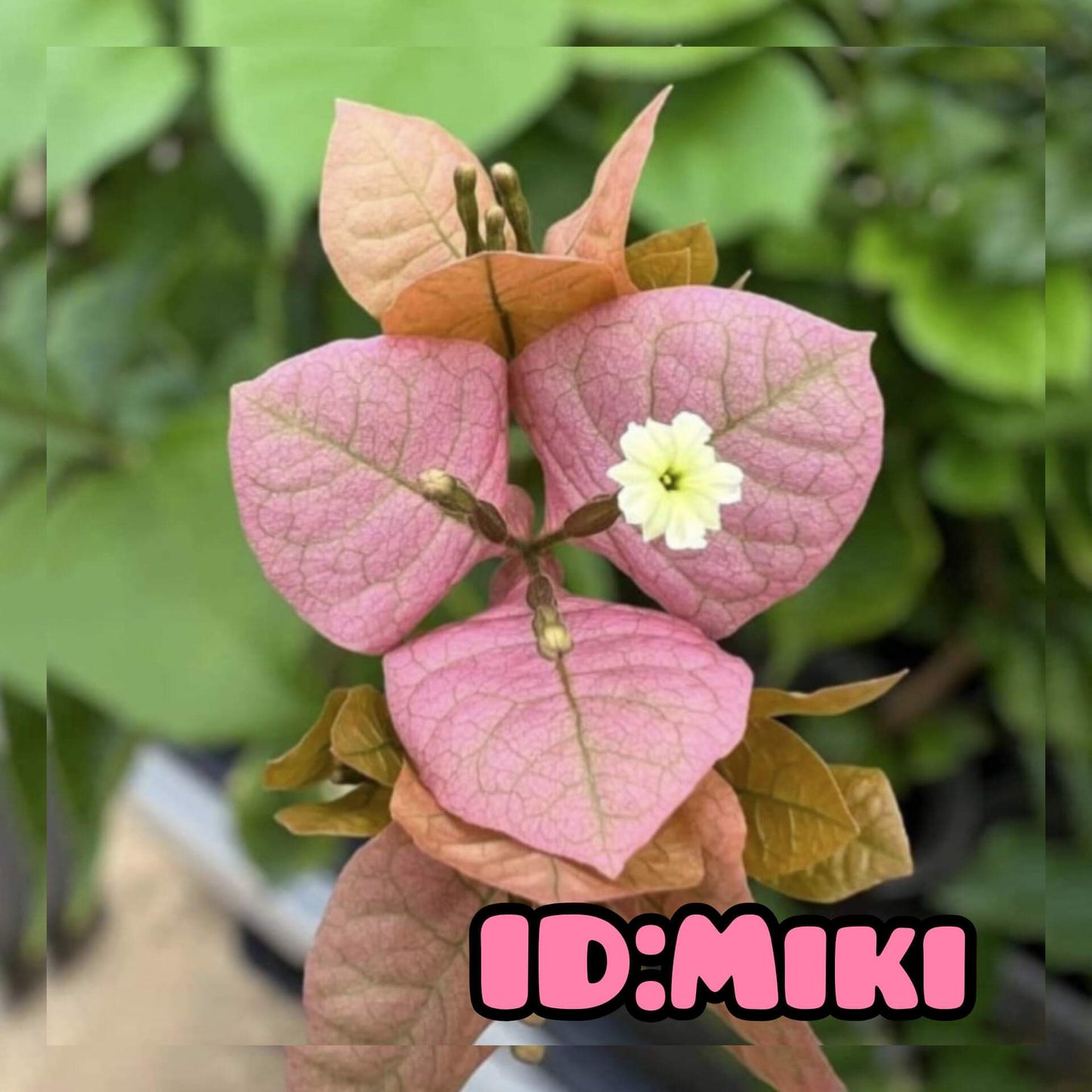 Miki (Grafted)