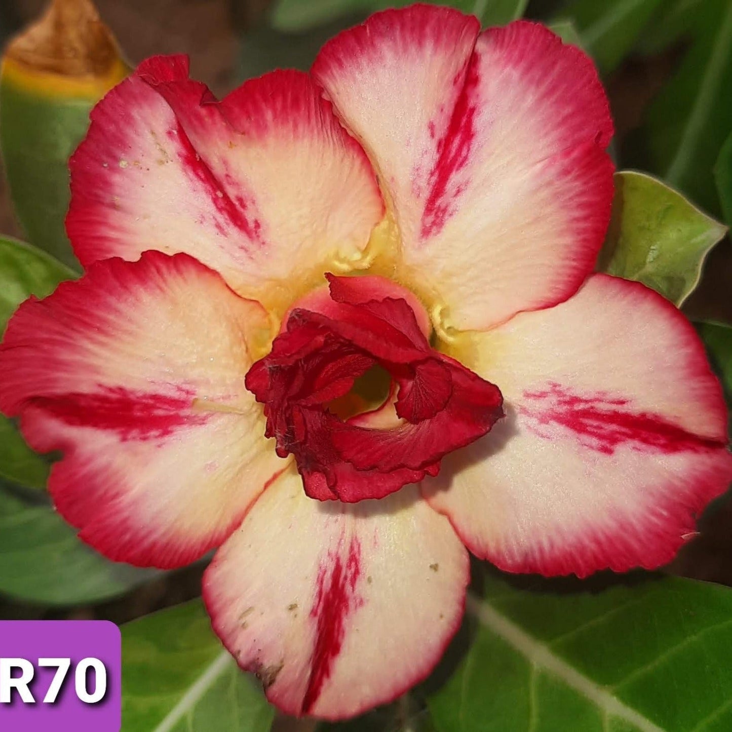 Adenium R70 - GO GREEN