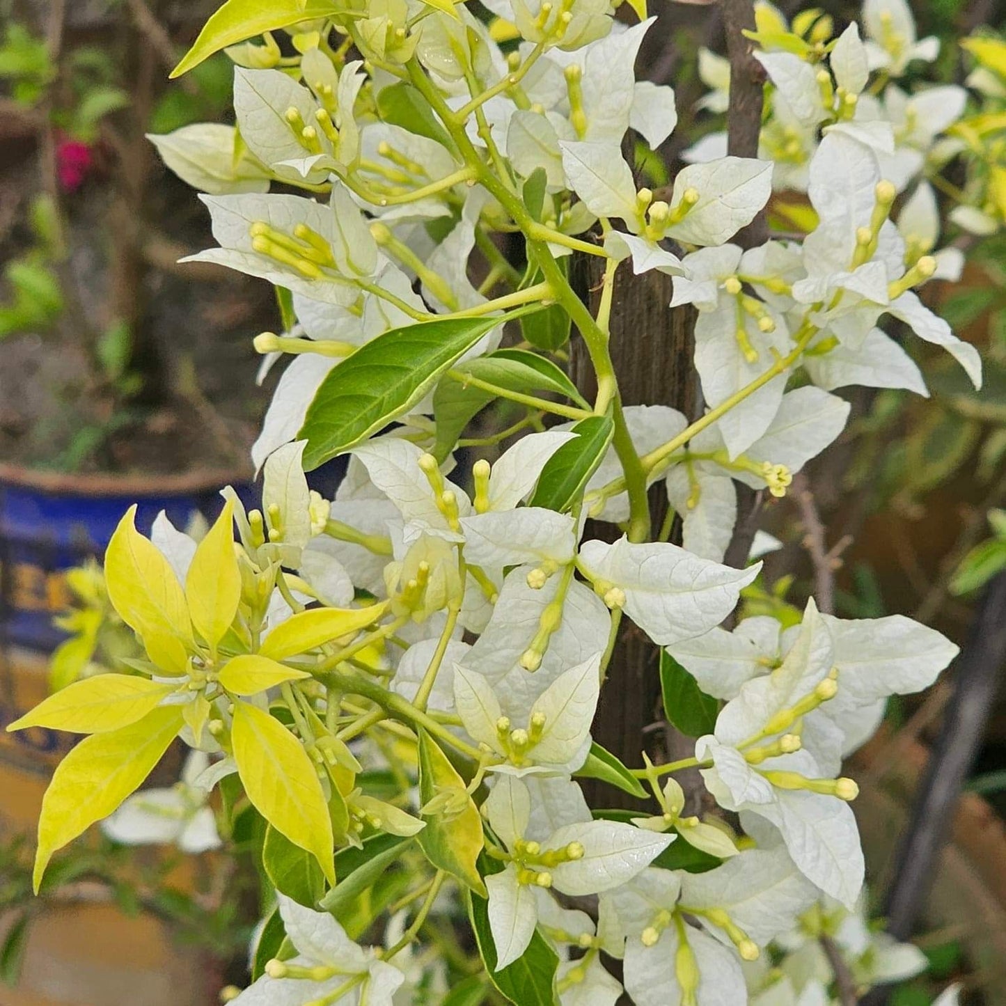 Cloud White (Grafted)