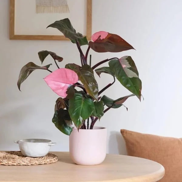 Philodendron Pink Princess