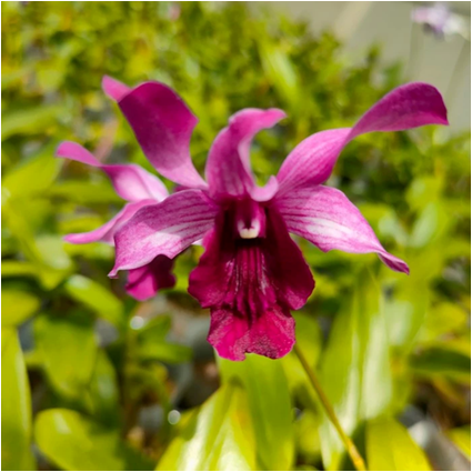 Dendrobium Indonisia Raya Red