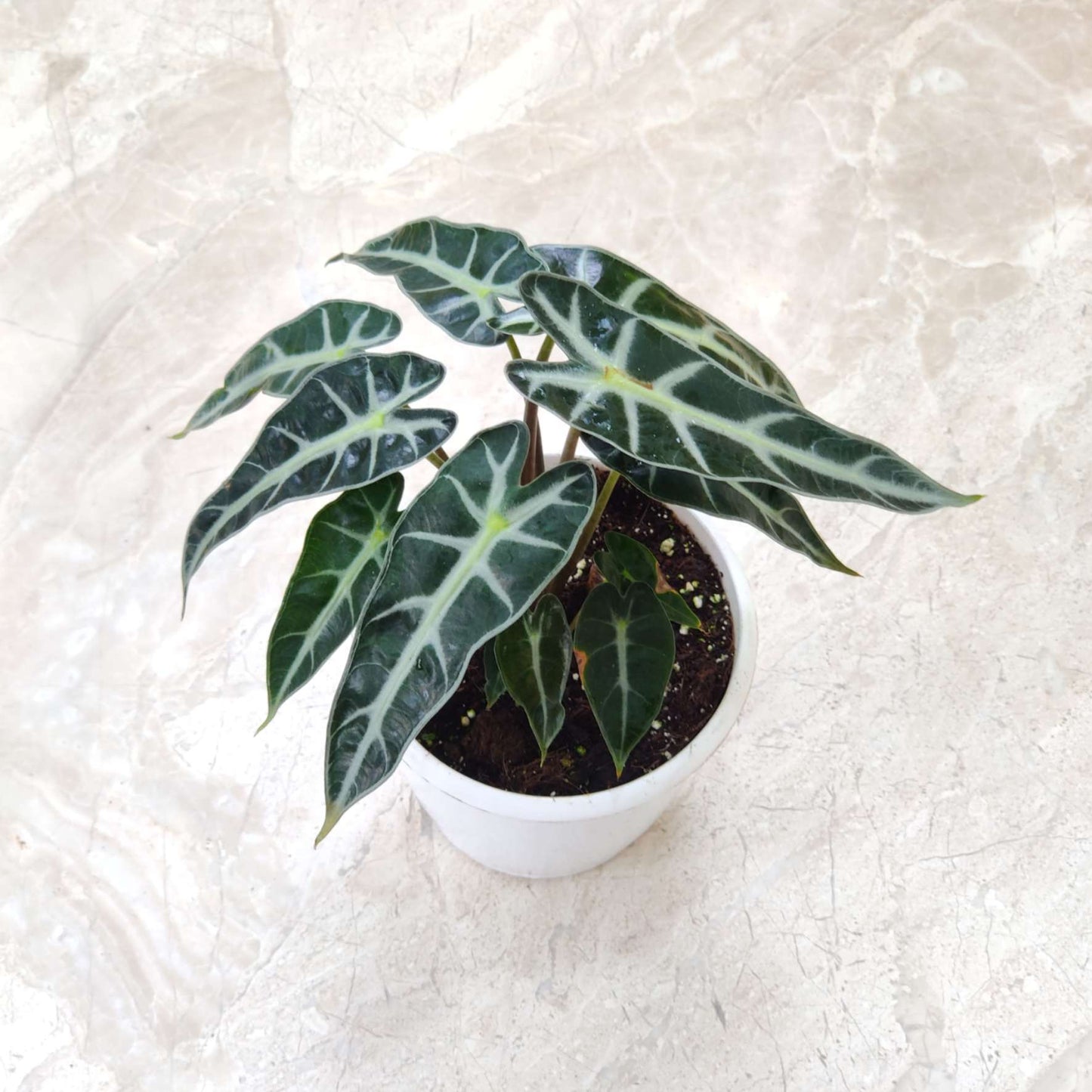 Alocasia Bambino