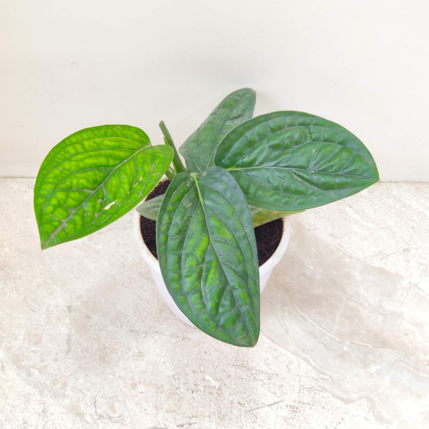 Monstera Peru Hanging