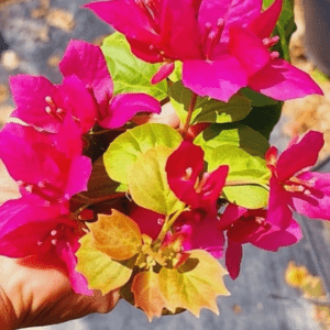 Batman (Grafted) - GO GREEN