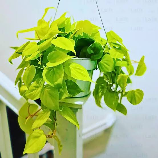 Oxy Cardium Golden Hanging