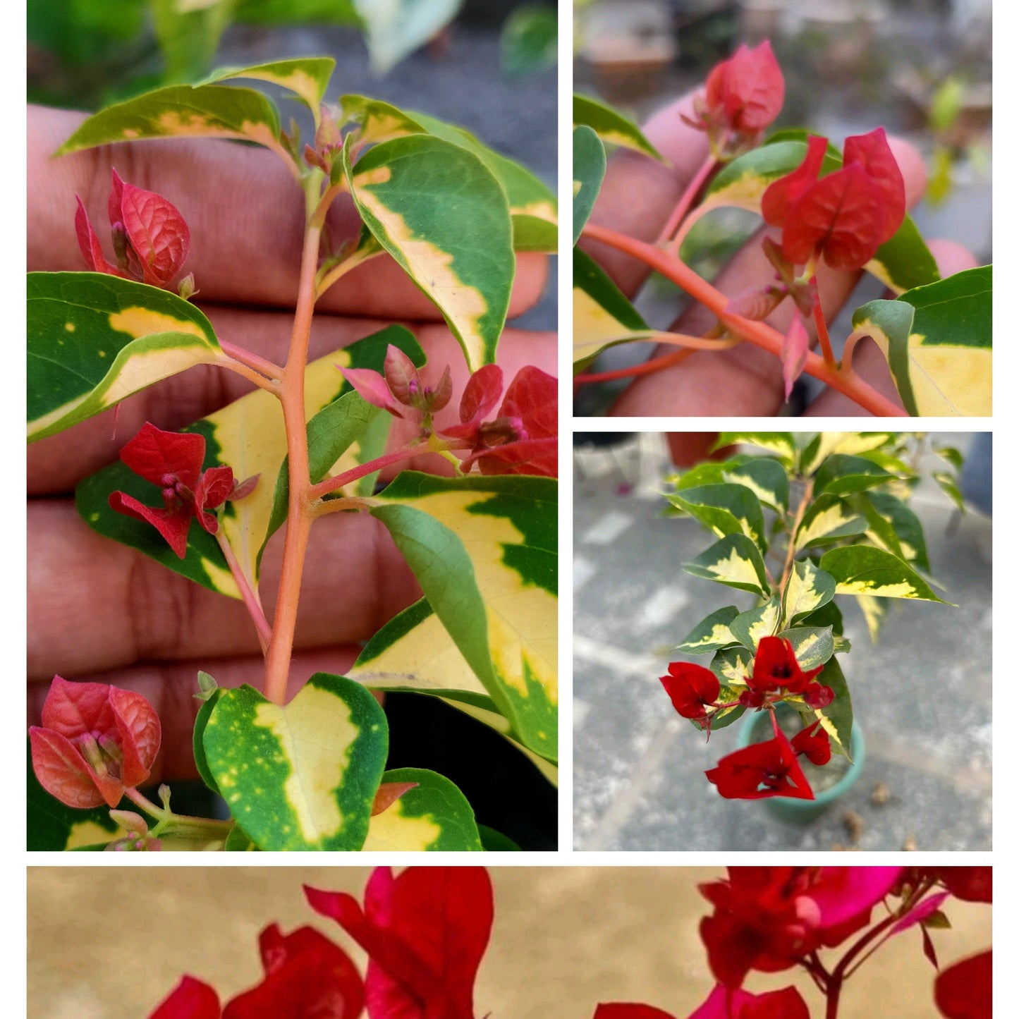Thimma Red China (Grafted)