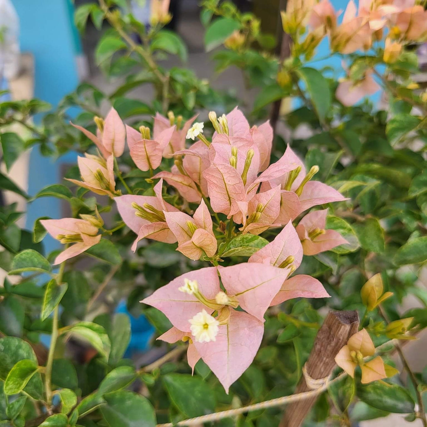 Sakura Tiger (Grafted)