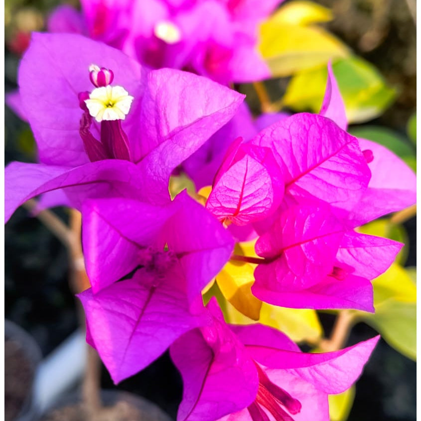 Golden Mouve (Grafted)