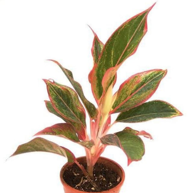 Aglaonema Lipstick