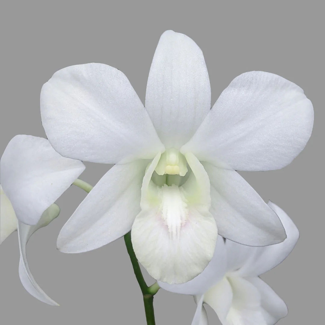 Dendrobium Sonia White