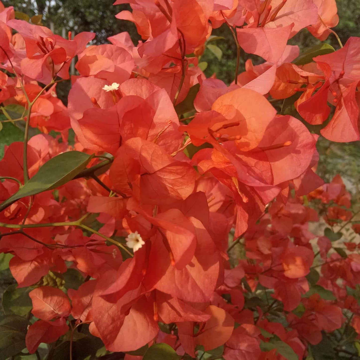 Elilenker Star/ Orange King