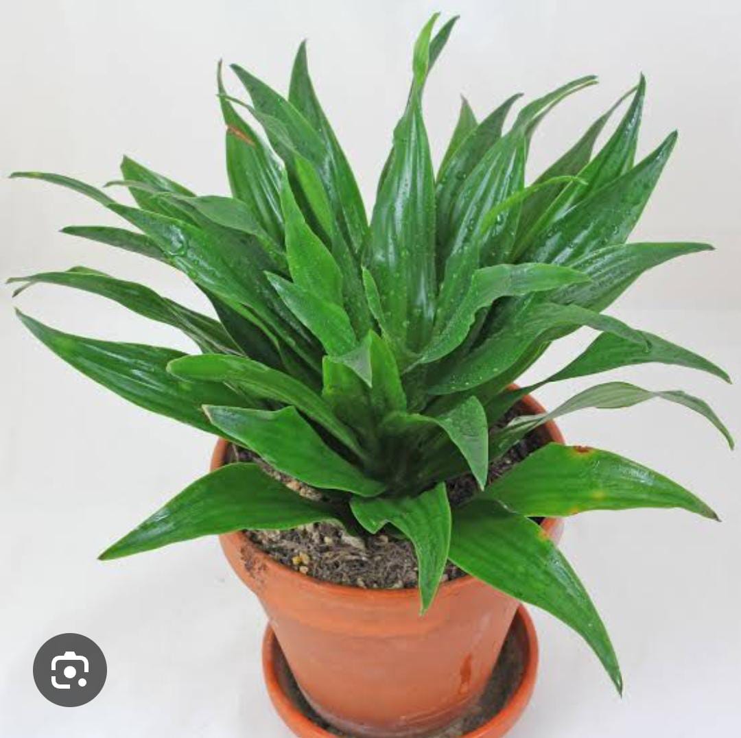 Dracaena Fragrans