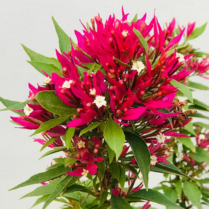 Torch Butterfly (Rooted)