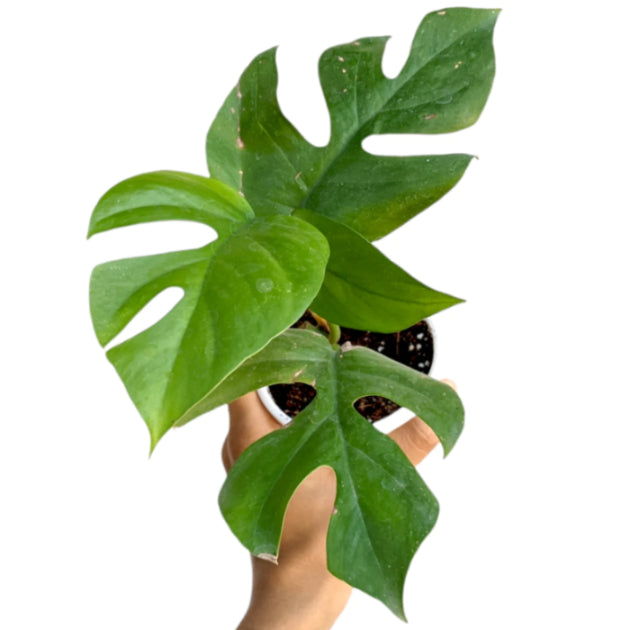 Monstera Minima / Raphodoflora Testatespeema