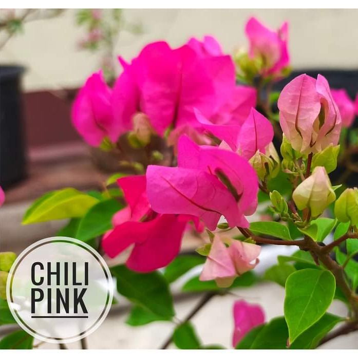 Chilli Pink (Rooted) - GO GREEN