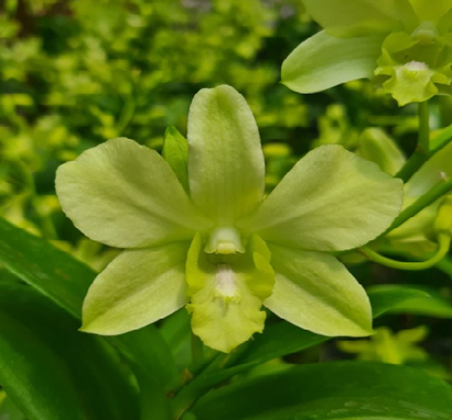 Dendrobium (Burana Green x Cruentum)