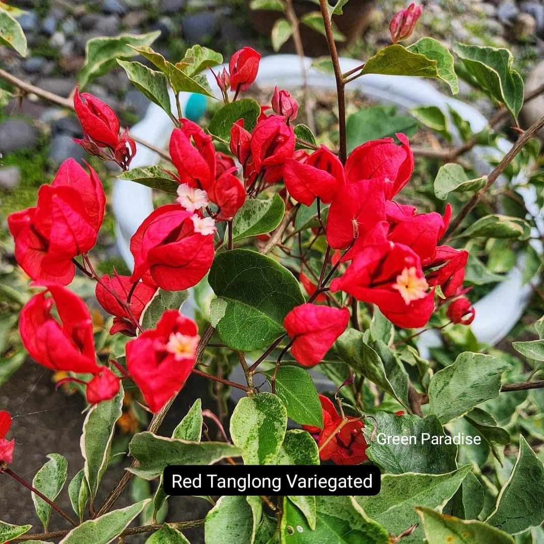 Tanglong Red Variegated