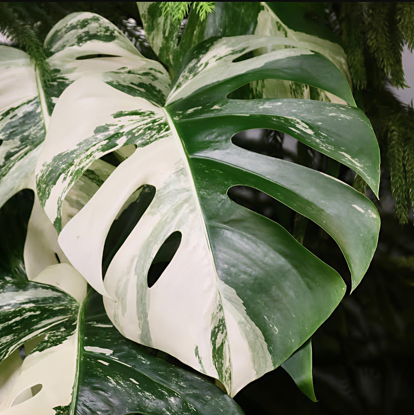 Monstera Variegated