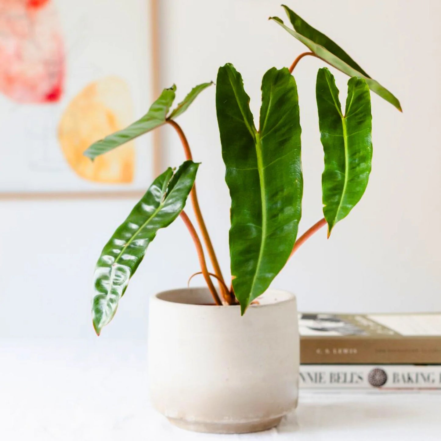 Philodendron Billietiae