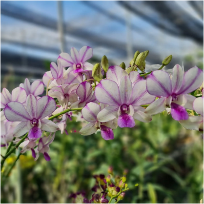 Dendrobium Pop's Eye