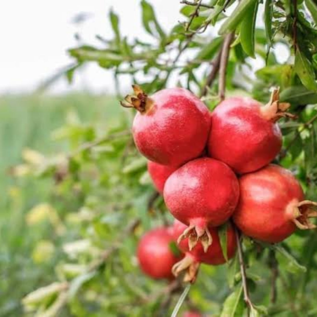 Pomegranate