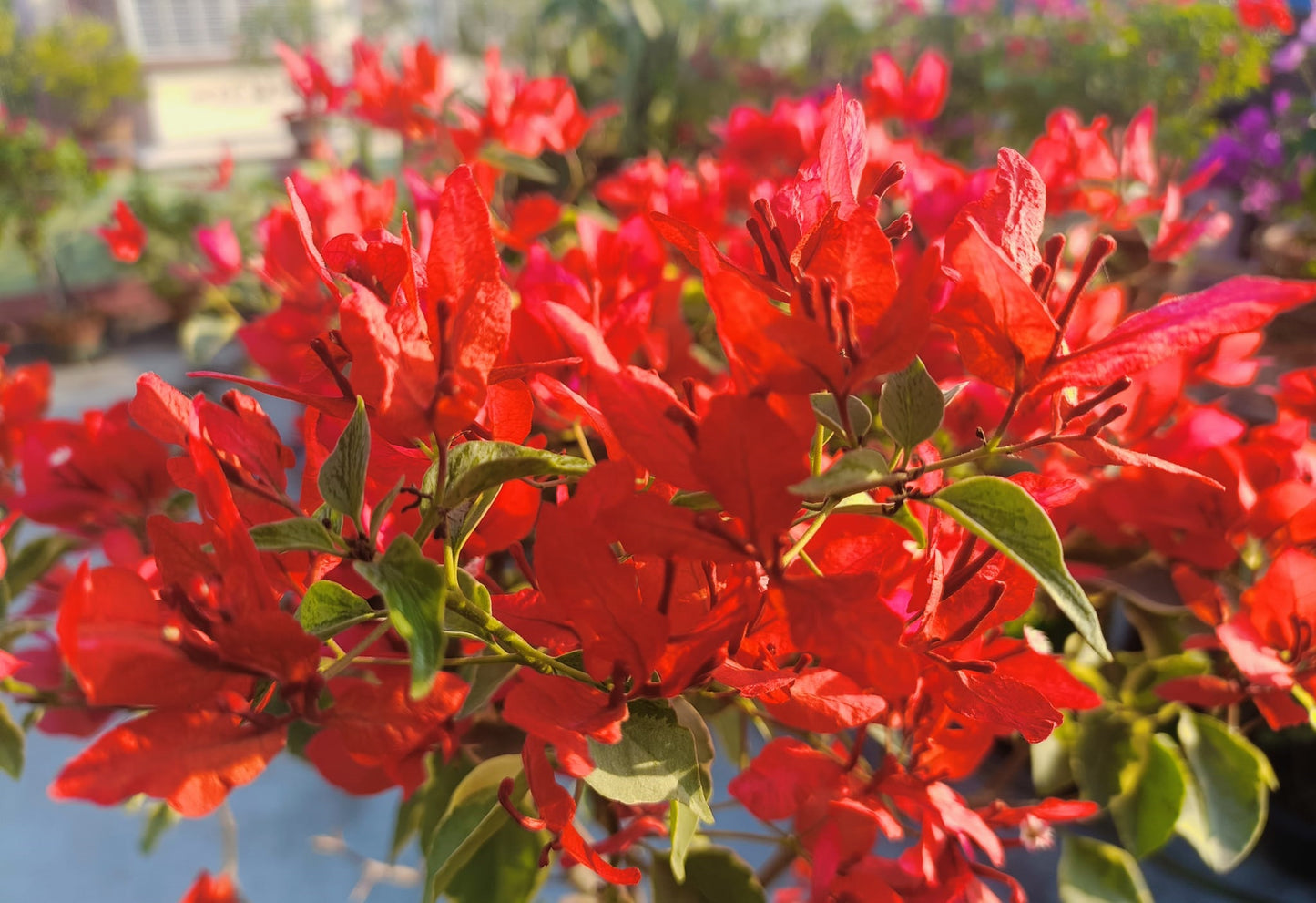 Butterfly Orange (Grafted)