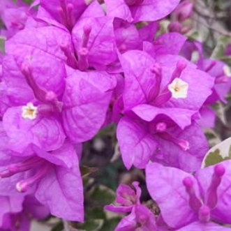 Hawaiian Purple