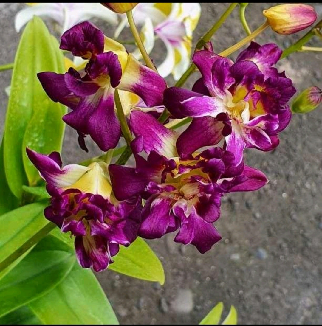 Dendrobium Betty Rose Red_SS